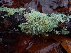 Heterodermia albicans