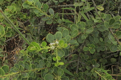 Ilex kunthiana