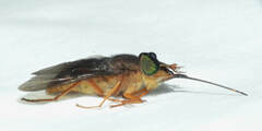 Pityocera cervus