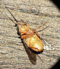 Pityocera cervus