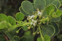 Ilex kunthiana