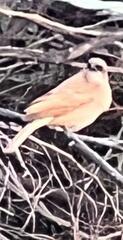 Agelaioides fringillarius