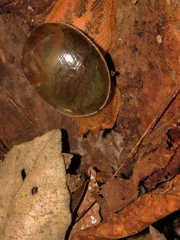 Megaustenia imperator