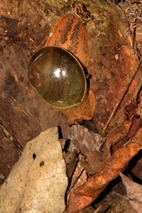 Megaustenia imperator