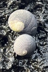 Nerita picea