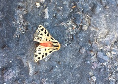 Apantesis arizoniensis