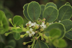 Ilex kunthiana
