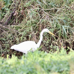 Ardea alba alba