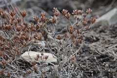 Rhododendron lepidotum