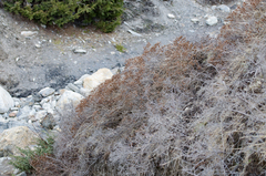Rhododendron lepidotum