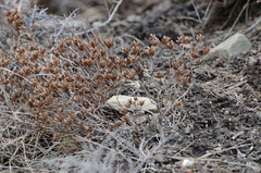 Rhododendron lepidotum