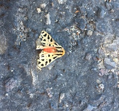 Apantesis arizoniensis