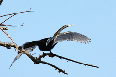 Anhinga melanogaster