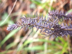 Thymelaea ruizii