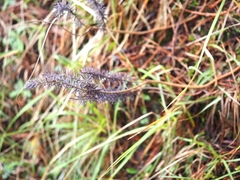 Thymelaea ruizii