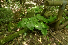 Cardiocrinum giganteum
