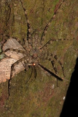 Pandercetes