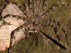Pandercetes