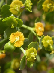 Euphorbia schizoloba