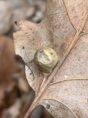 Amphibolips quercusostensackenii