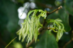 Andira inermis