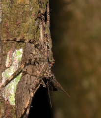 Pandercetes