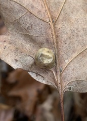 Amphibolips quercusostensackenii