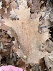 Amphibolips quercusostensackenii