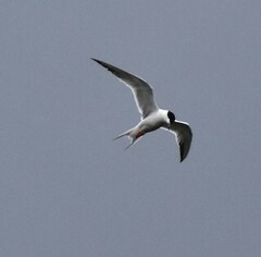Sterna hirundo