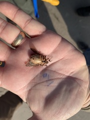 Alcaeorrhynchus grandis