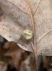 Amphibolips quercusostensackenii