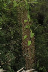 Dioscorea glandulosa