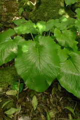 Cardiocrinum giganteum