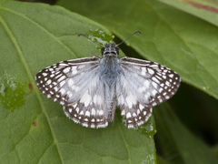 Burnsius orcus