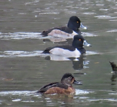 Aythya collaris