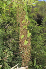 Dioscorea glandulosa