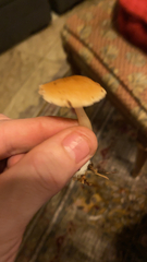Stropharia ambigua