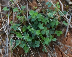 Medicago truncatula