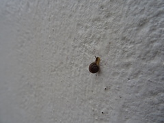 Xerotricha conspurcata