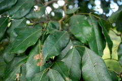 Andira inermis