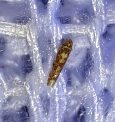 Dikrella maculata