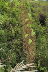 Dioscorea glandulosa