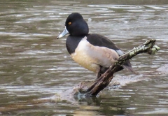 Aythya collaris