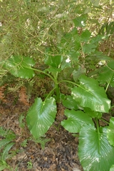 Cardiocrinum giganteum