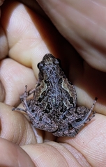 Microhyla