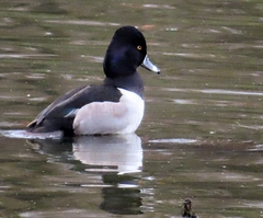 Aythya collaris