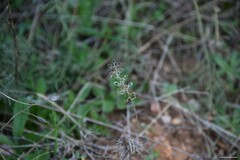 Alyssum alyssoides