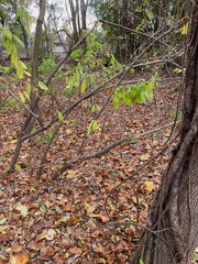 Cephalanthus occidentalis