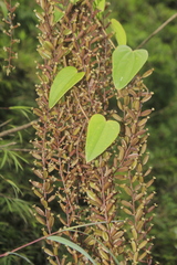 Dioscorea glandulosa