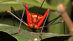 Macrocheraia grandis